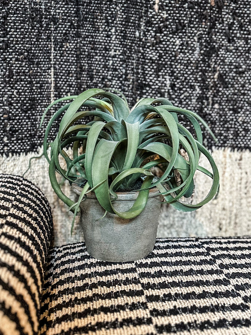 Faux Tillandsia Plant In Pot