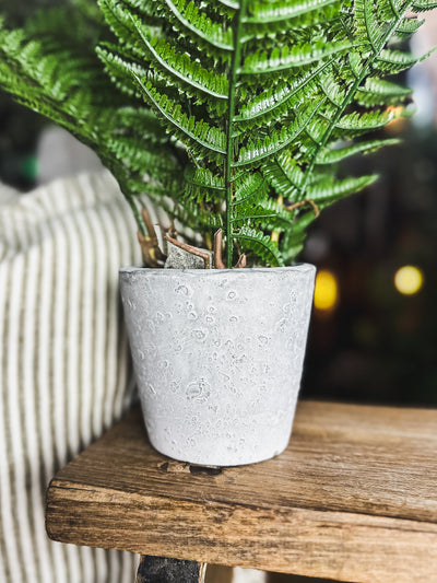 Bracken Fern in Pot