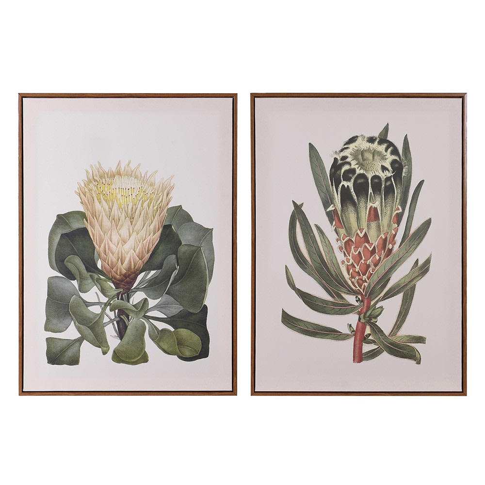 Set of 2 Protea Stem Frames – Zoohause