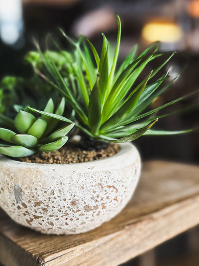 Assorted Succulents in Bowl