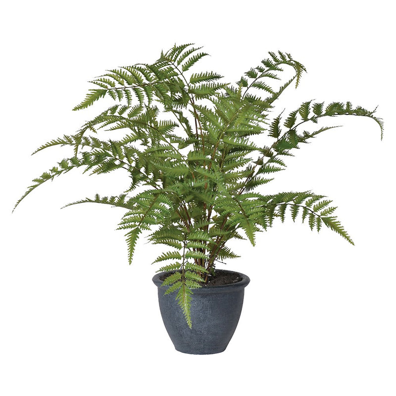 Bracken Fern Bush in Pot