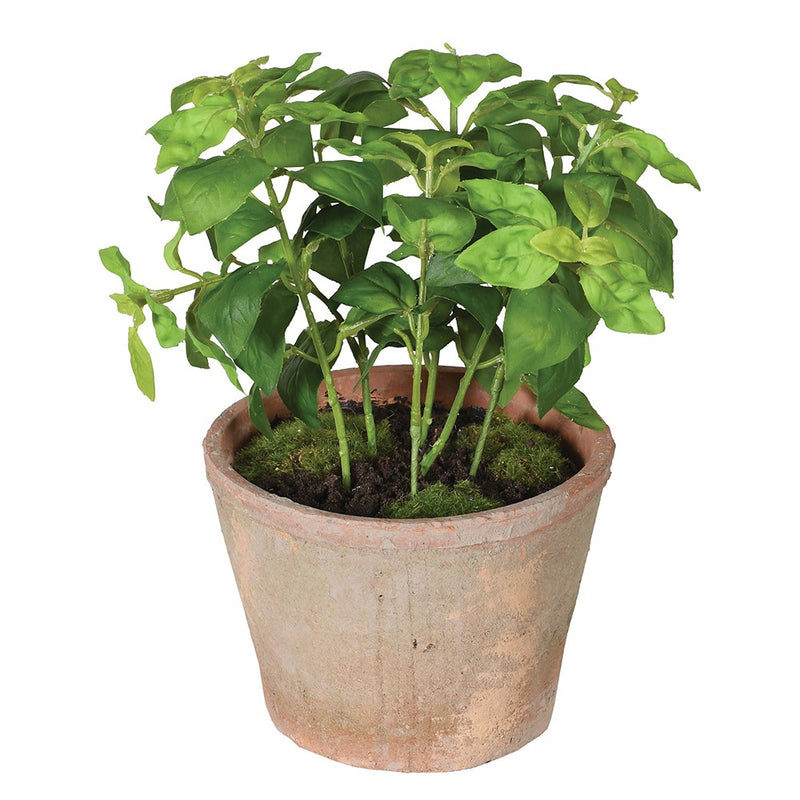 Potted Basil Plant