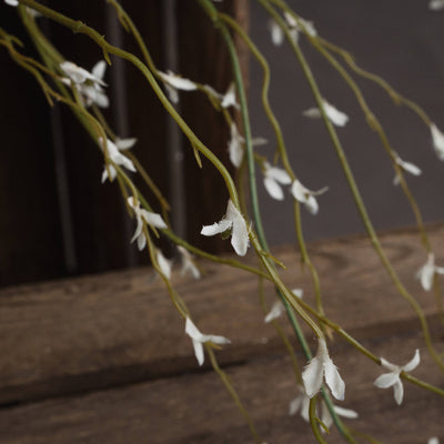 White Willow Stem