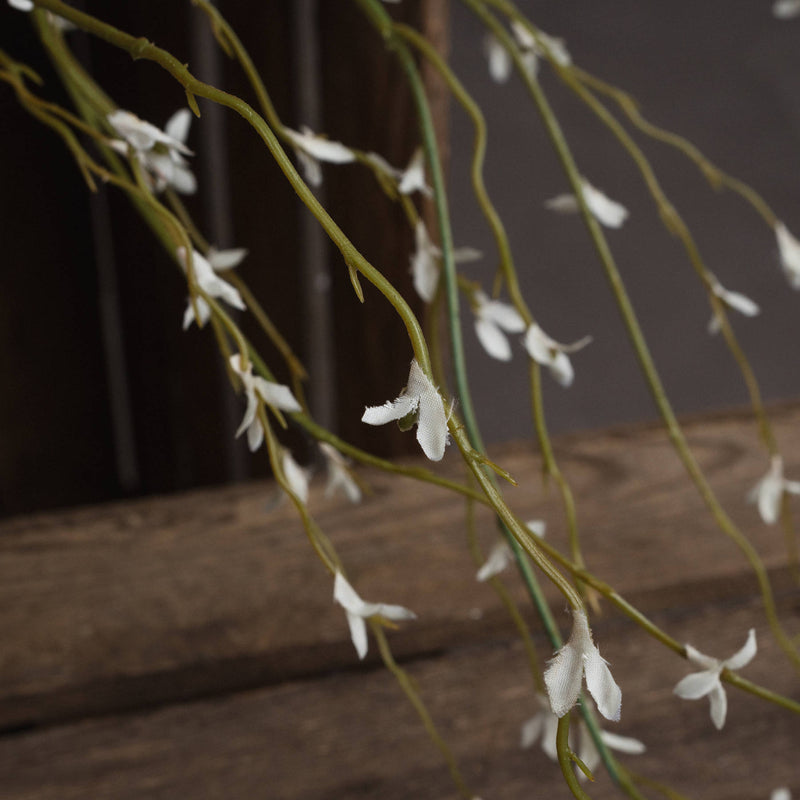 White Willow Stem