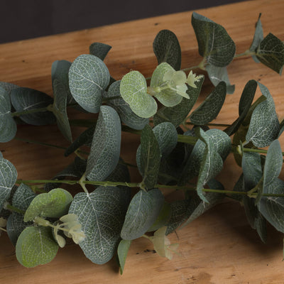 Cineraria Eucalyptus Bud Spray