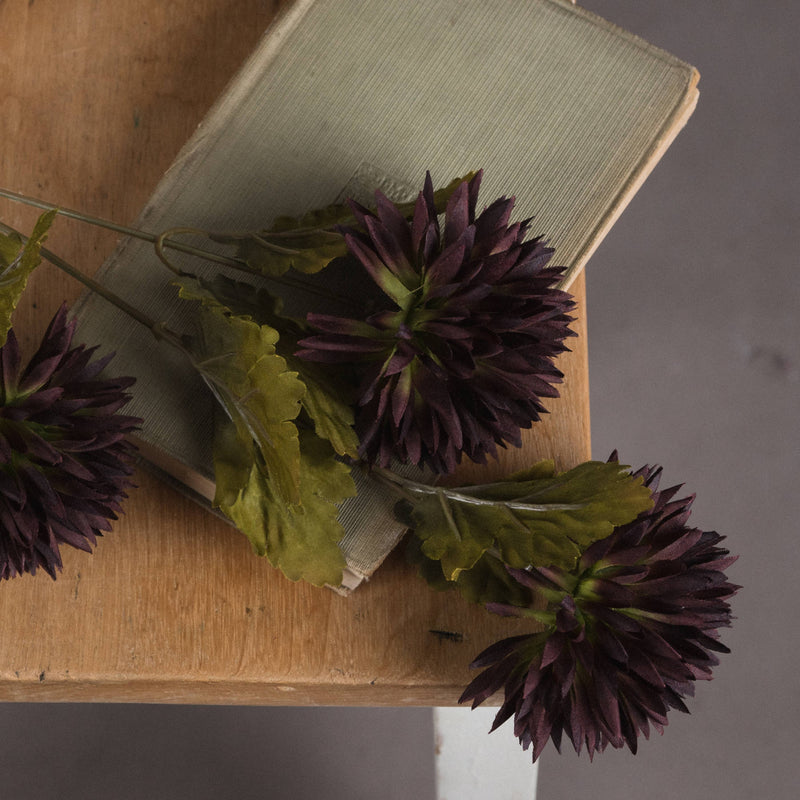 Chocolate Chrysanthemum Stem