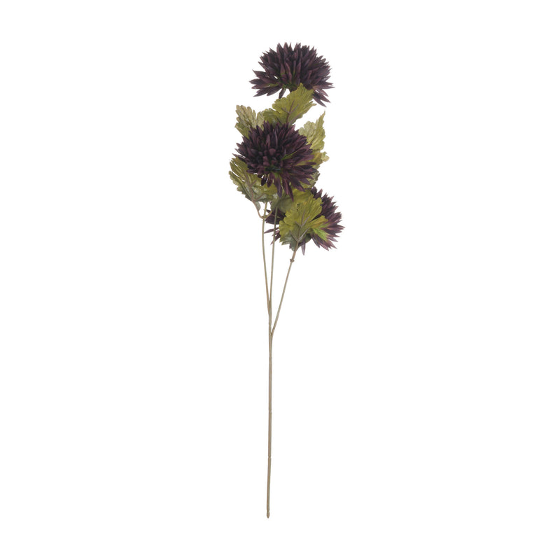 Chocolate Chrysanthemum Stem