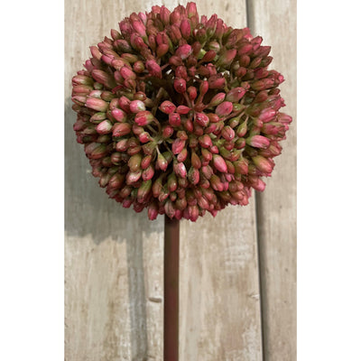 Pink Allium Stem