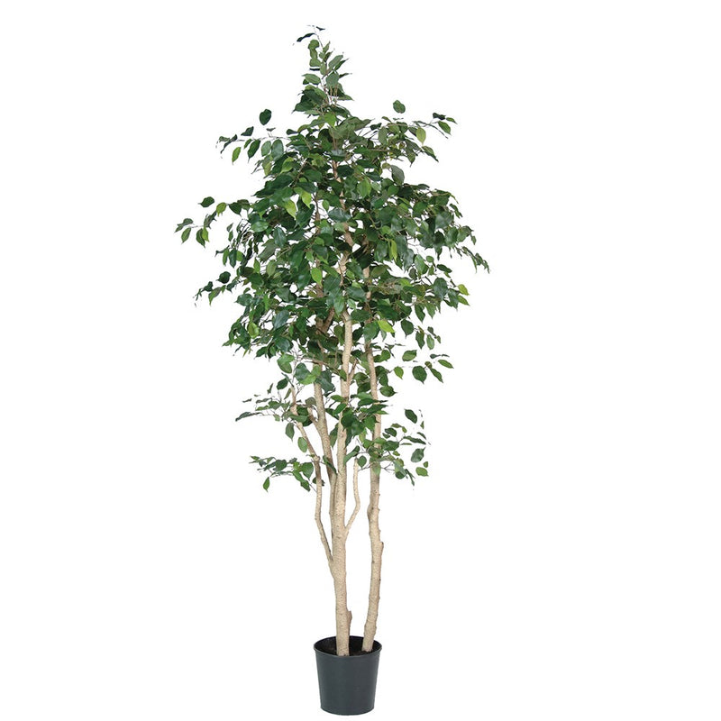 Ficus Tree