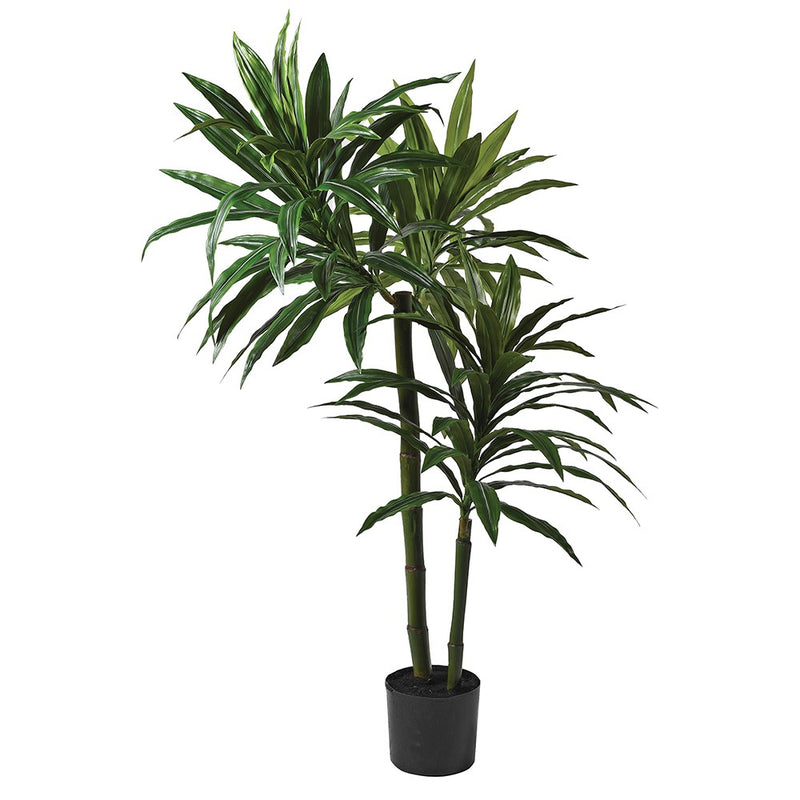5FT Green Dracaena Plant