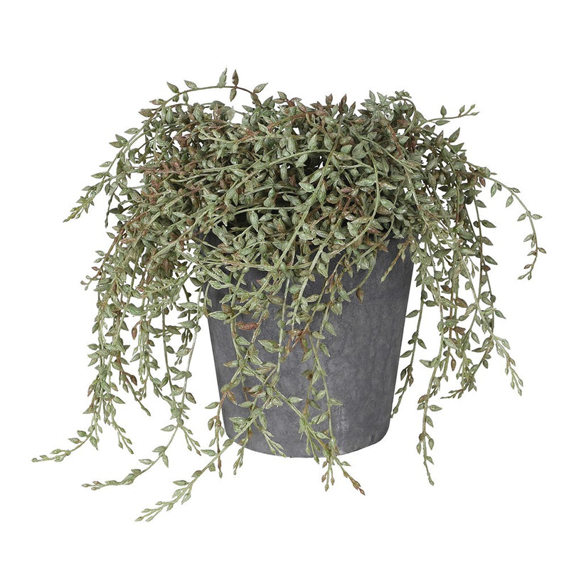 Faux Senecio Plant In Grey Pot