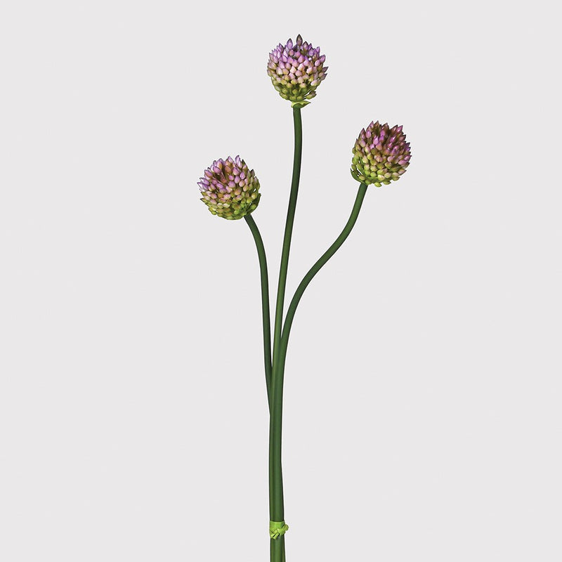 Allium Multi Bud Branch