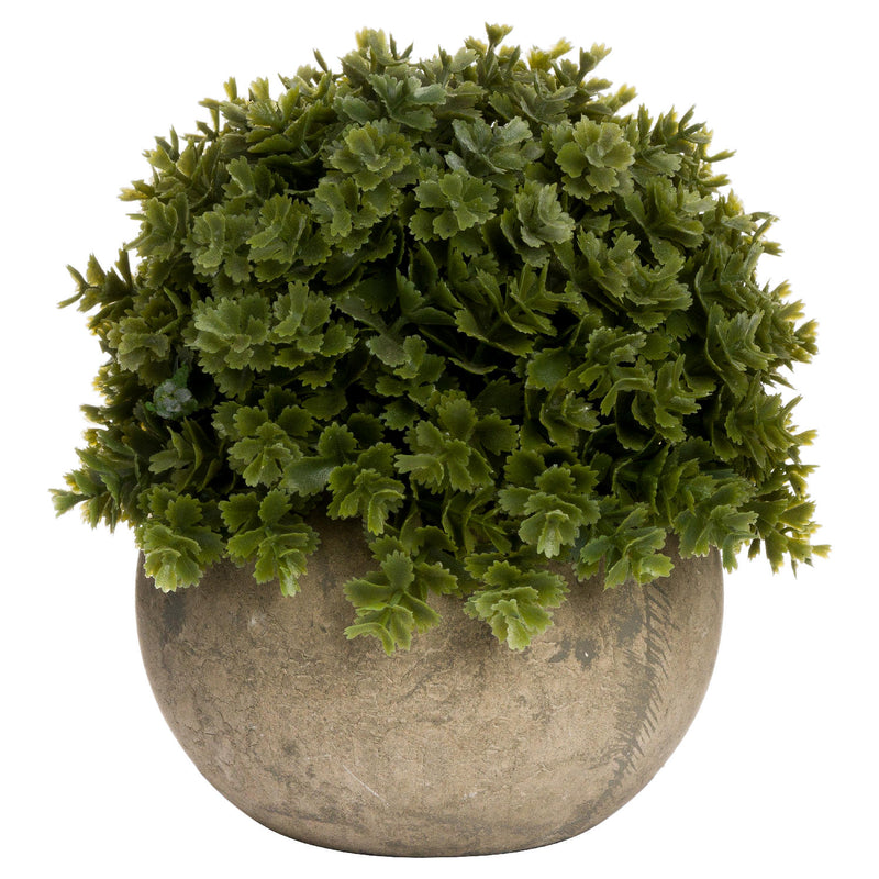 Miniature Hebe Plant