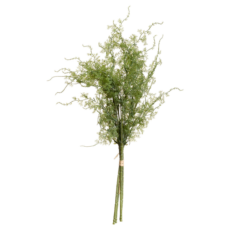 Asparagus Fern Branch
