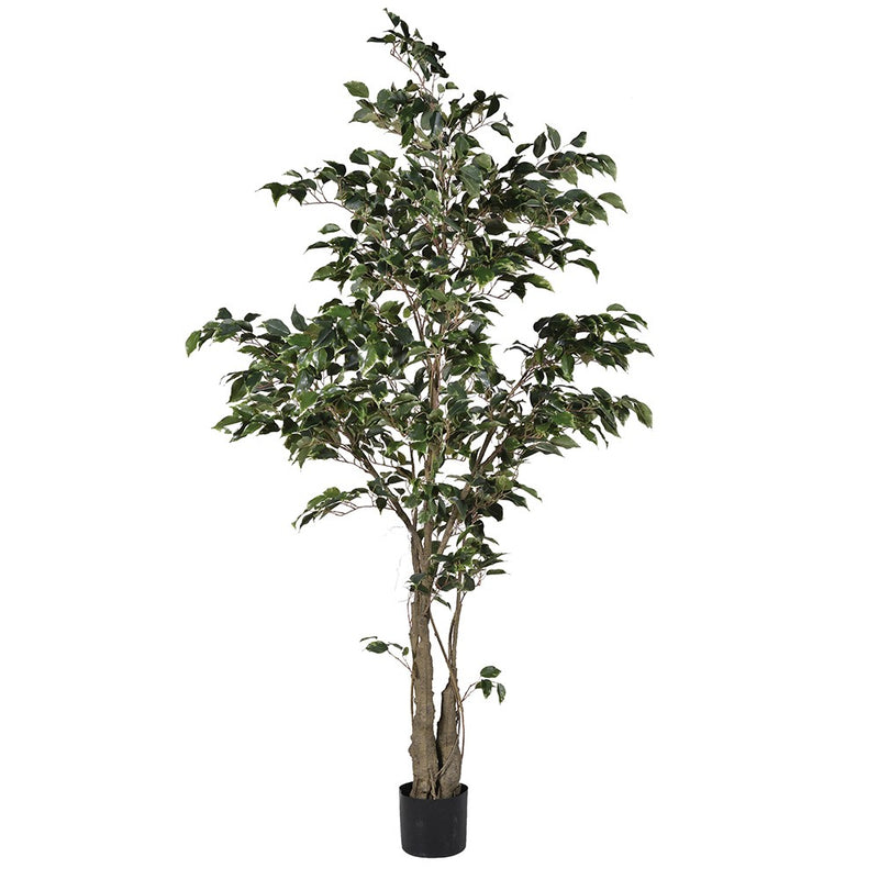 Variegated Ficus Tree