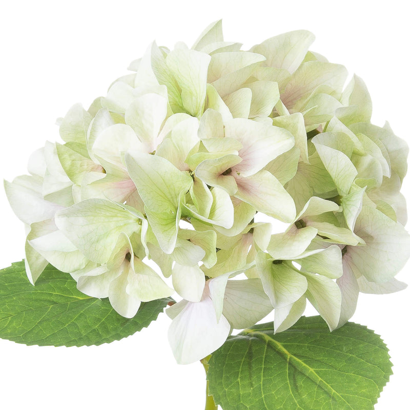 Shabby Green Hydrangea