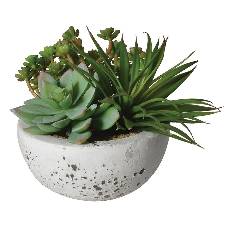 Assorted Succulents in Bowl