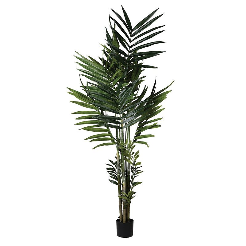 Tall Green Kentia Palm in Pot