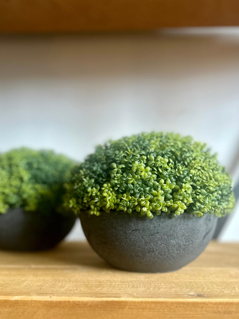 Small Hebe Globe Plant