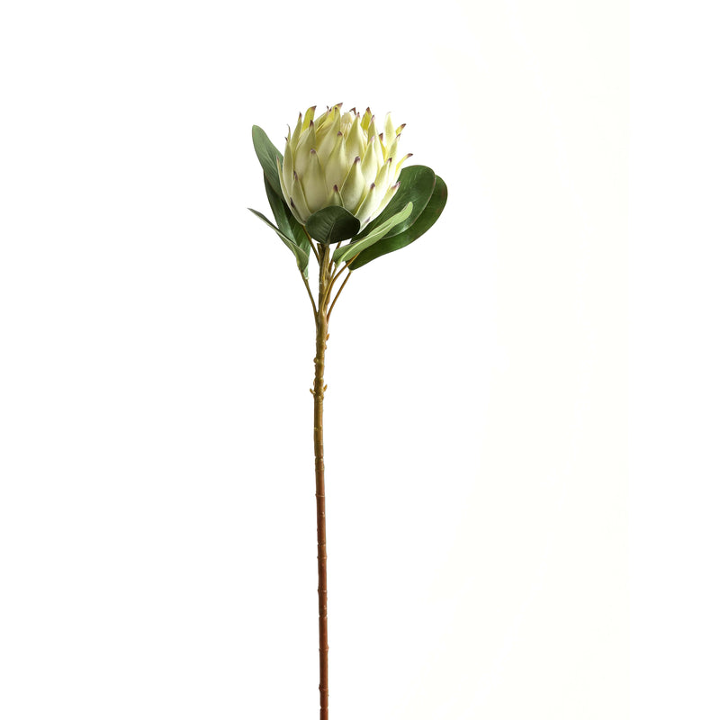 Large White Protea Stem