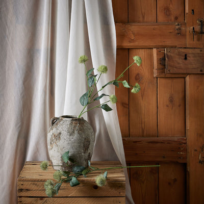 Green Thistle Globe Stem