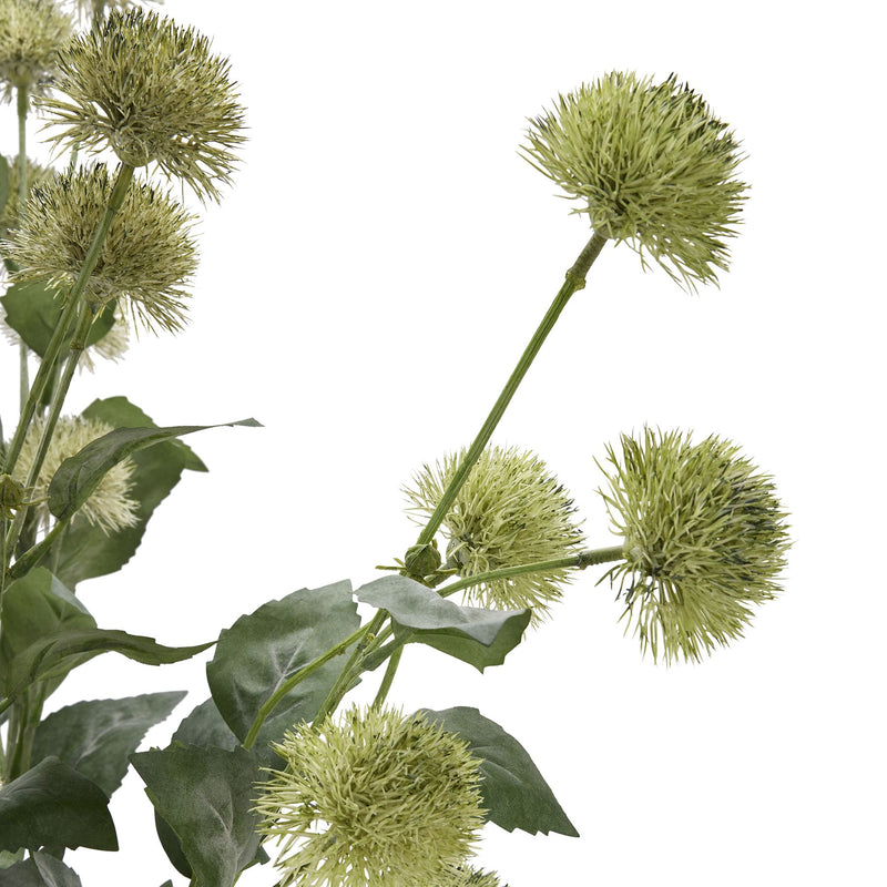 Green Thistle Globe Stem