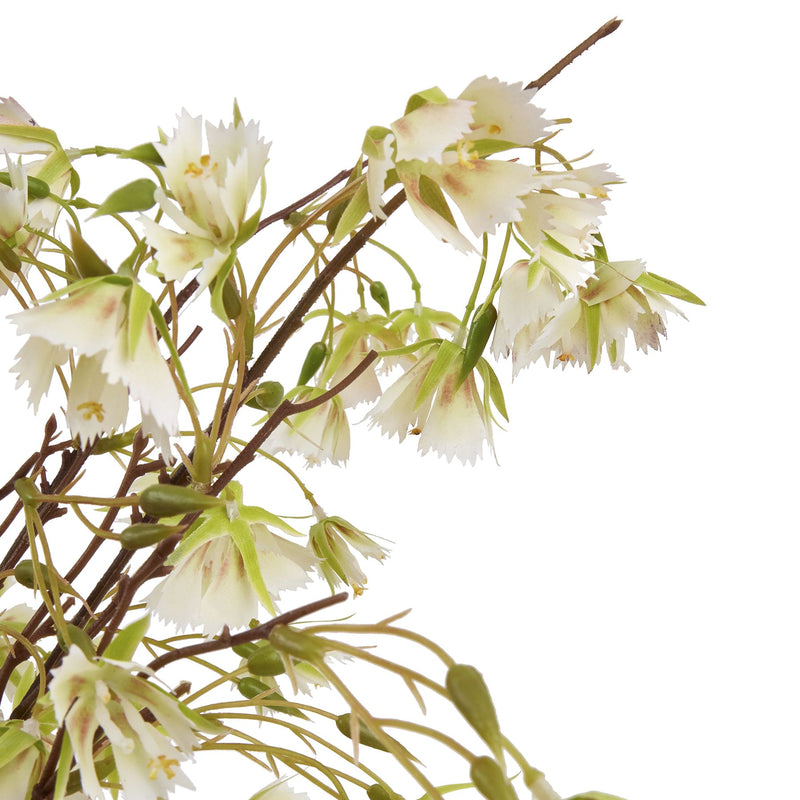 Cream Elaeocarpus Spray
