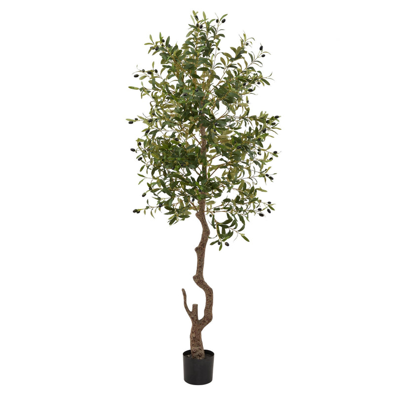 Large Olive Tree