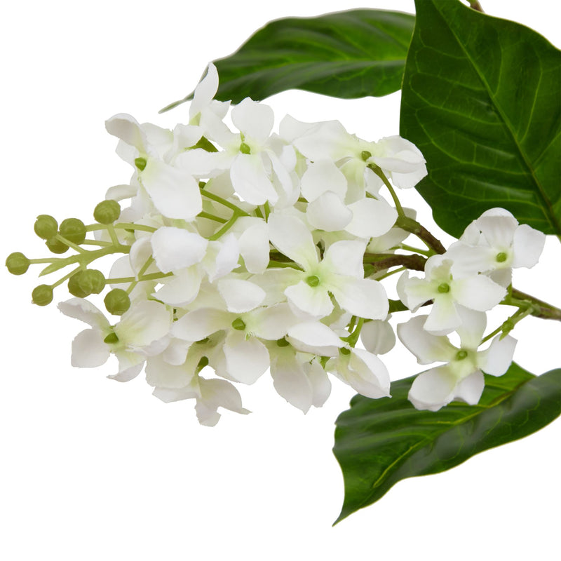 White Lilac Stem