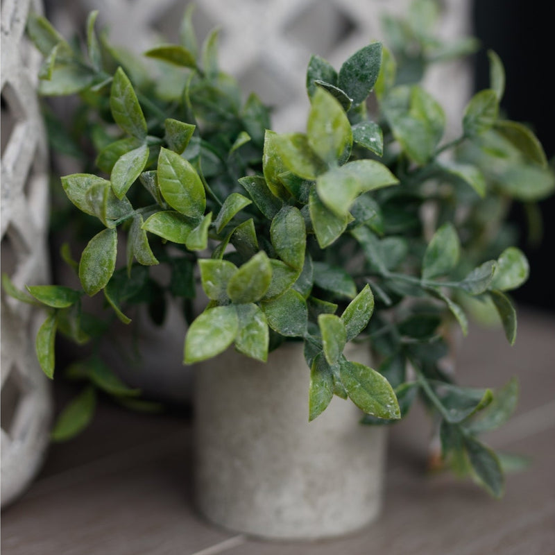 Small Box Plant In Grey Pot