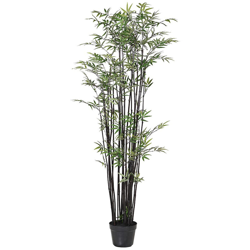 6FT Bamboo Tree In Pot