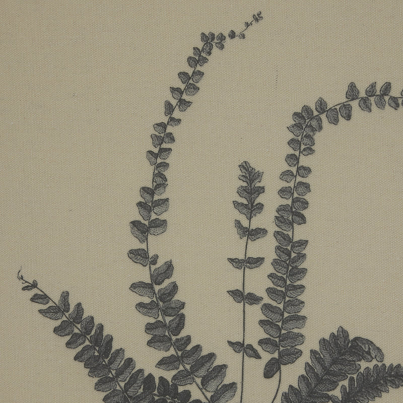 Linen Spleenwort Illustration In Beaded Frame
