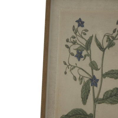 Linen Borage Illustration in Beaded Frame