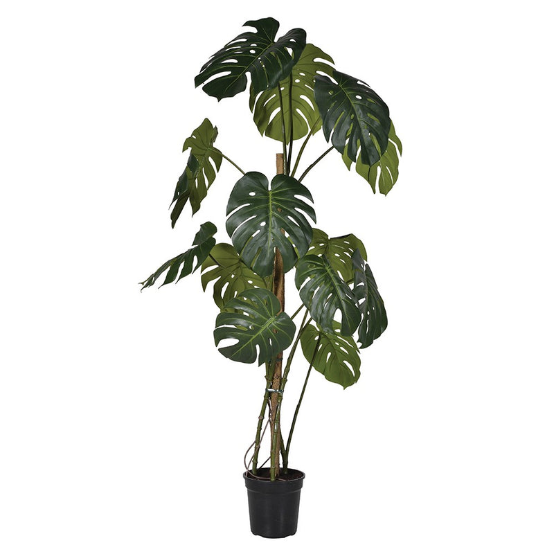 Green Monstera Tree