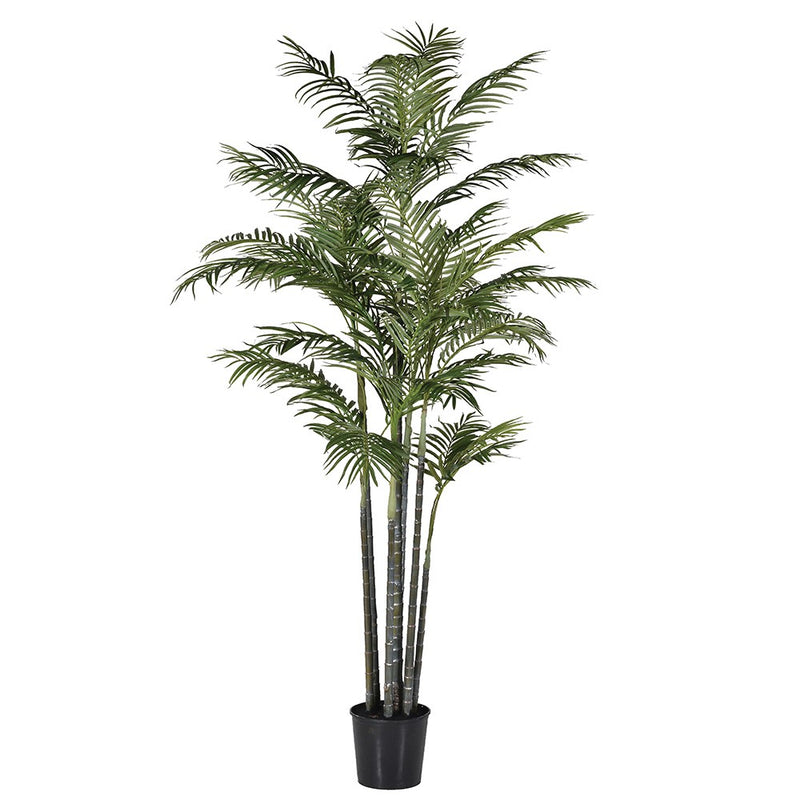 Areca Palm Tree in Pot