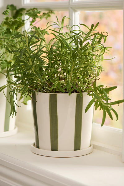 Small Green Striped Pot