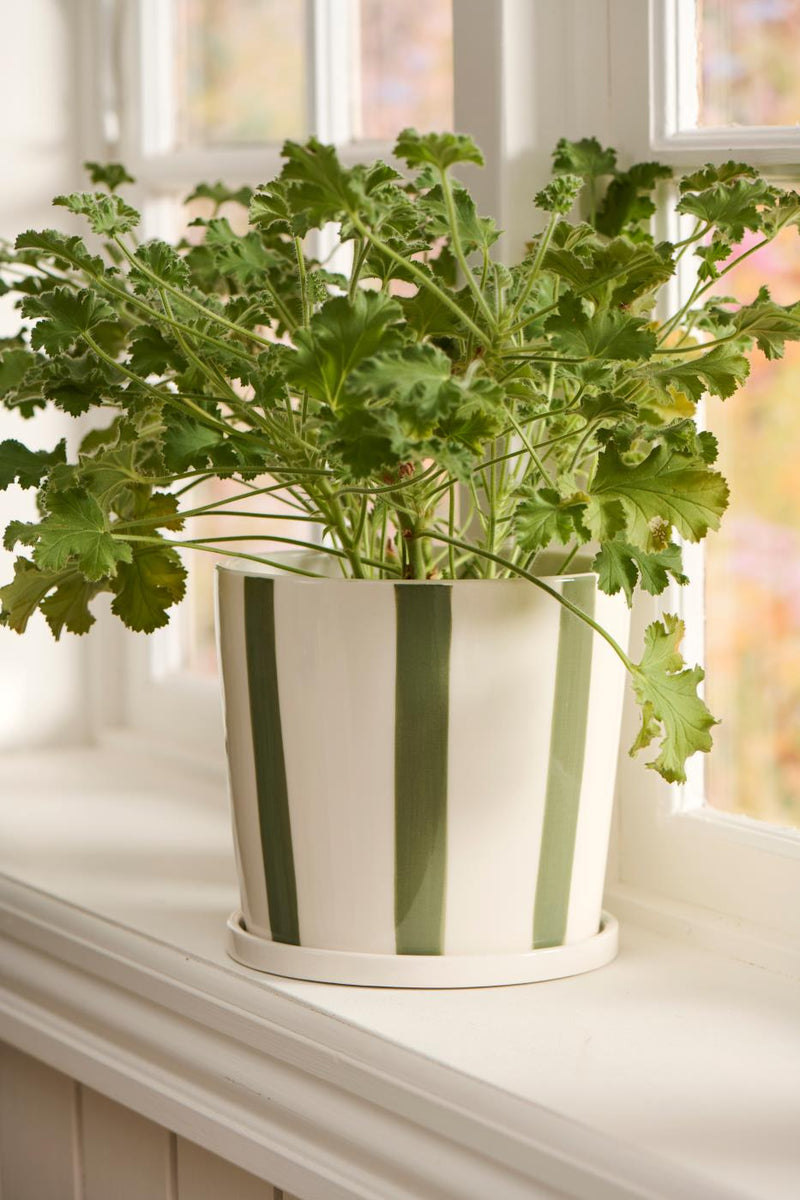 Large Green Striped Pot