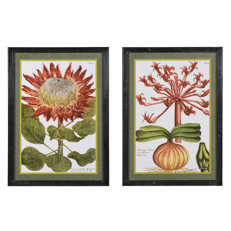 Set of 2 Liliaceo Botanical Pictures