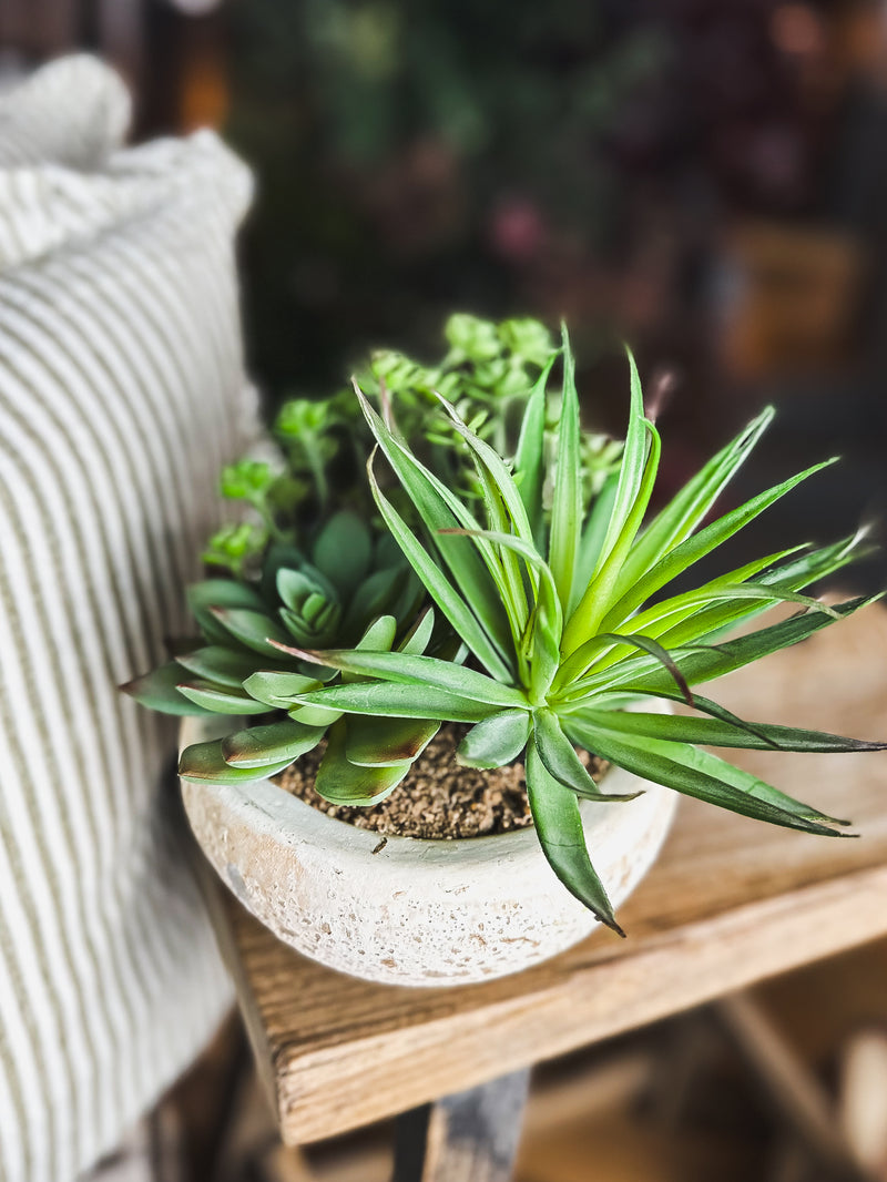 Assorted Succulents in Bowl