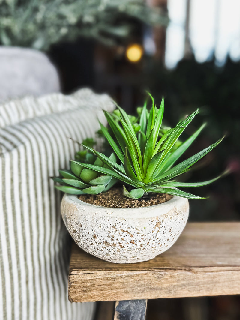 Assorted Succulents in Bowl