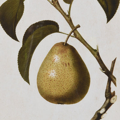 Set of 4 Pears Wall Art