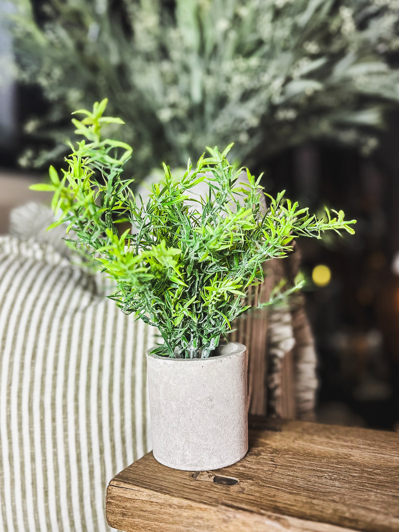 Rosemary Plant In Stone Effect Pot