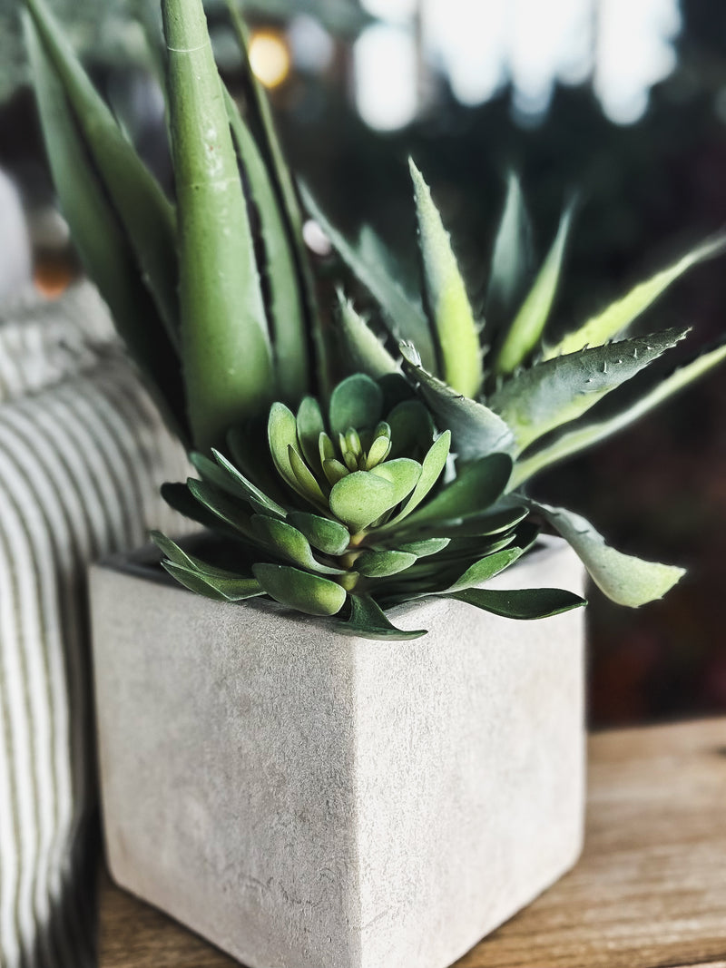 Assorted Cactus Plant in Pot