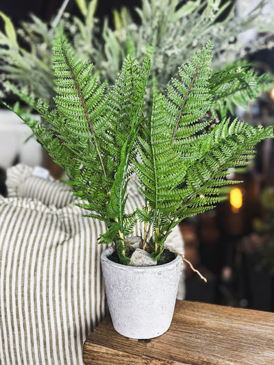 Bracken Fern in Pot