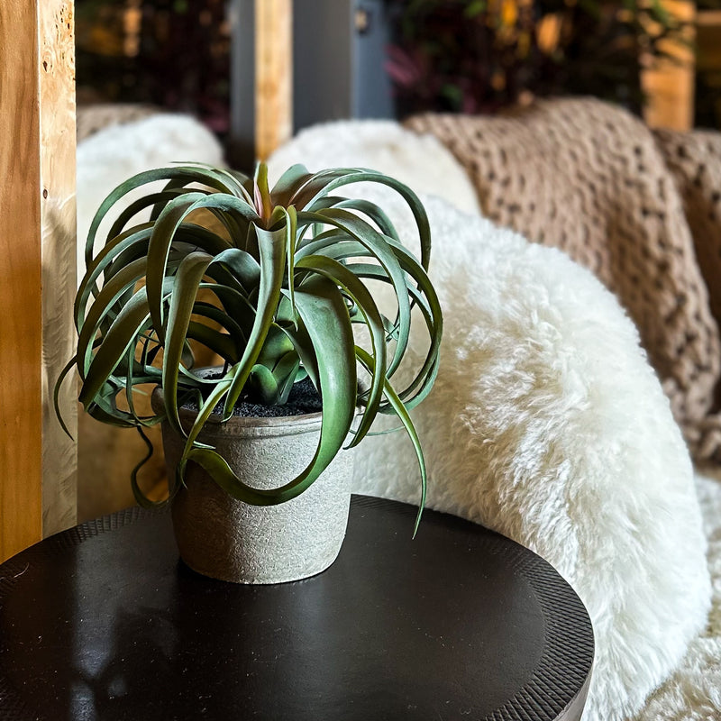 Faux Tillandsia Plant In Pot