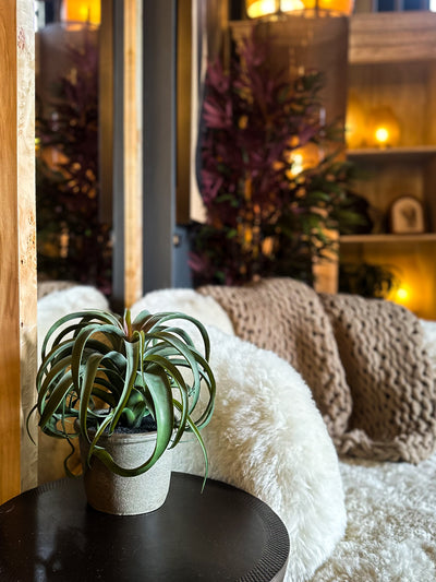 Faux Tillandsia Plant In Pot
