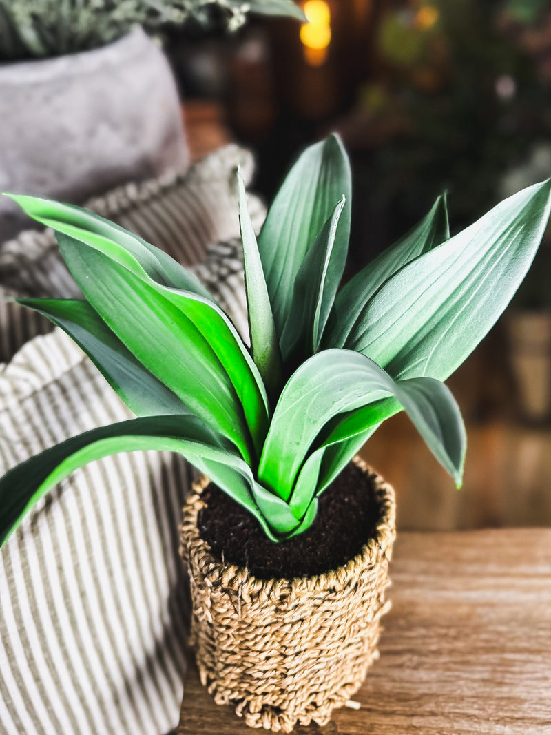 Plant in Rattan Pot