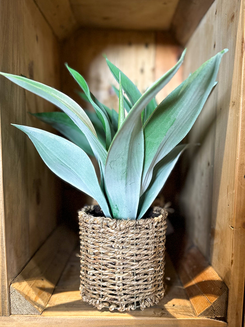 Plant in Rattan Pot