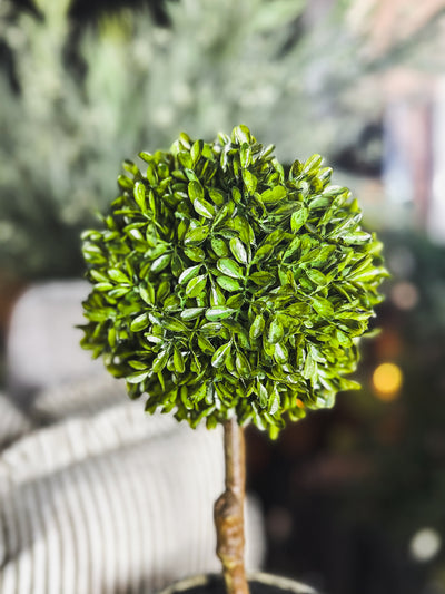 Mini Boxwood Ball in Brown Pot