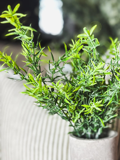 Rosemary Plant In Stone Effect Pot